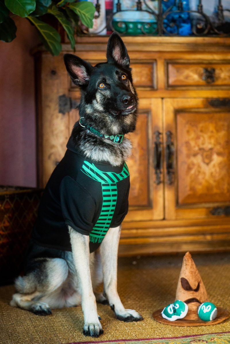 PetSmart Canada Launches Harry Potter PET Collection View the VIBE Toronto