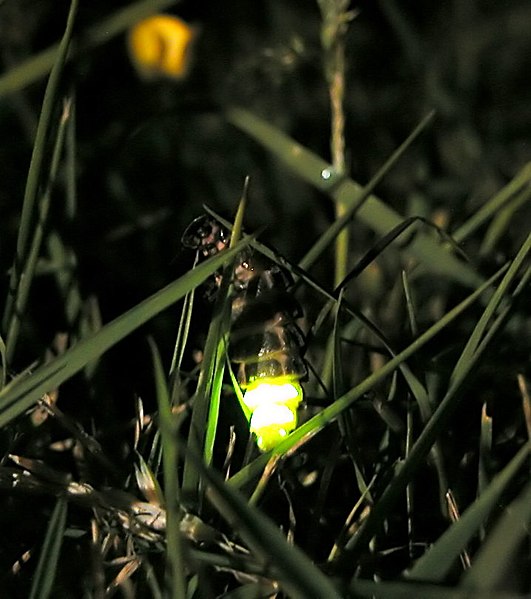Where Can You See Fireflies In The World? View Traveling