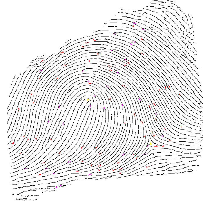 Understanding Fingerprints