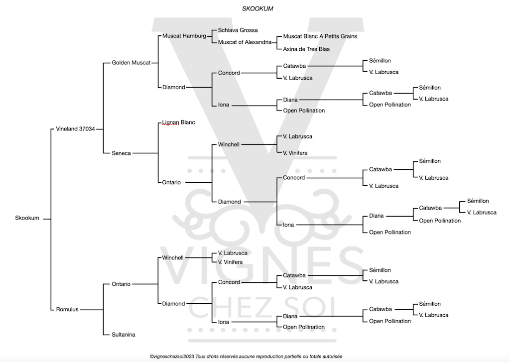 SKOOKUM Vignes Chez Soi