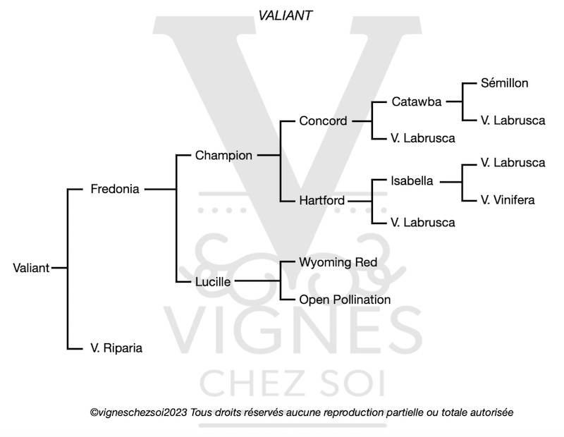VALIANT Vignes Chez Soi