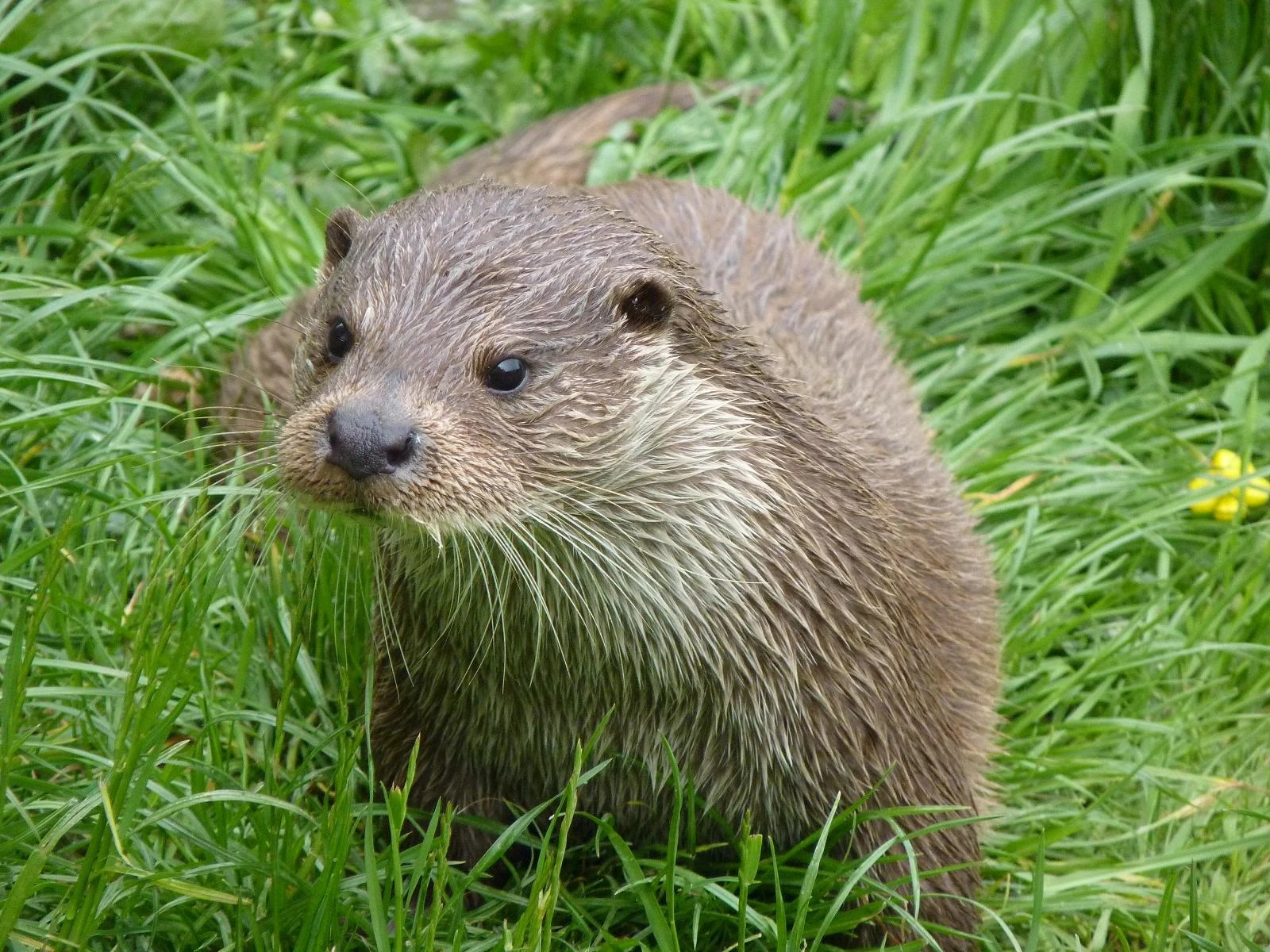 European Otter All Species Wiki FANDOM powered by Wikia