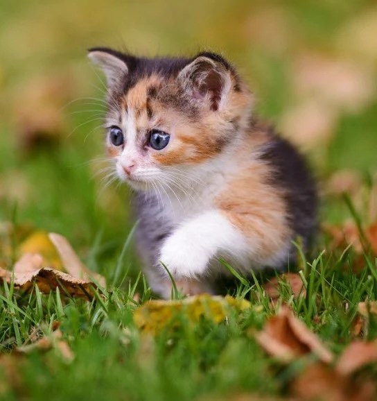 Image Cutecalicokitten.jpg Animal Jam Clans Wiki FANDOM powered
