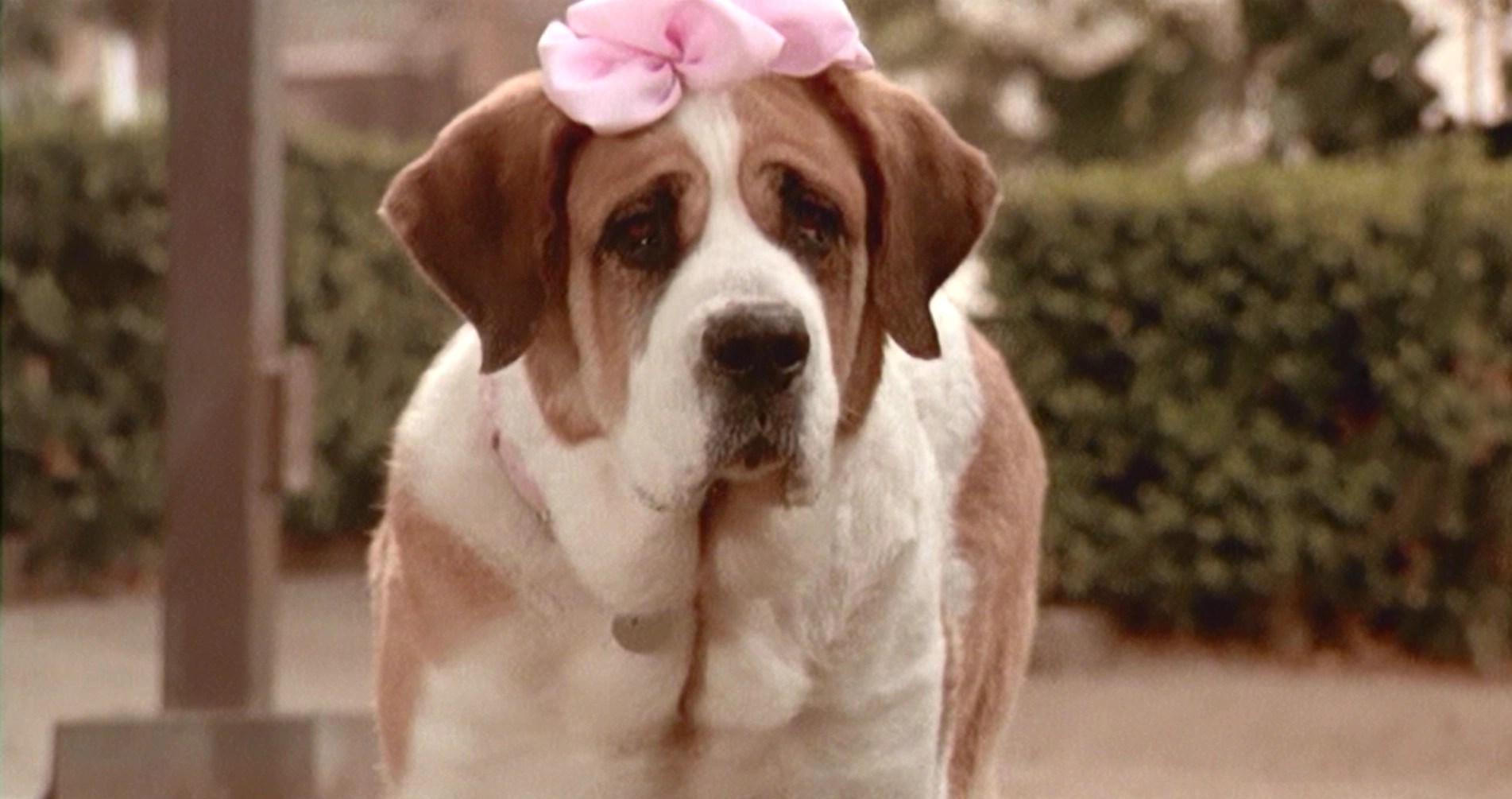 Missy Beethoven the Dog Wiki Fandom