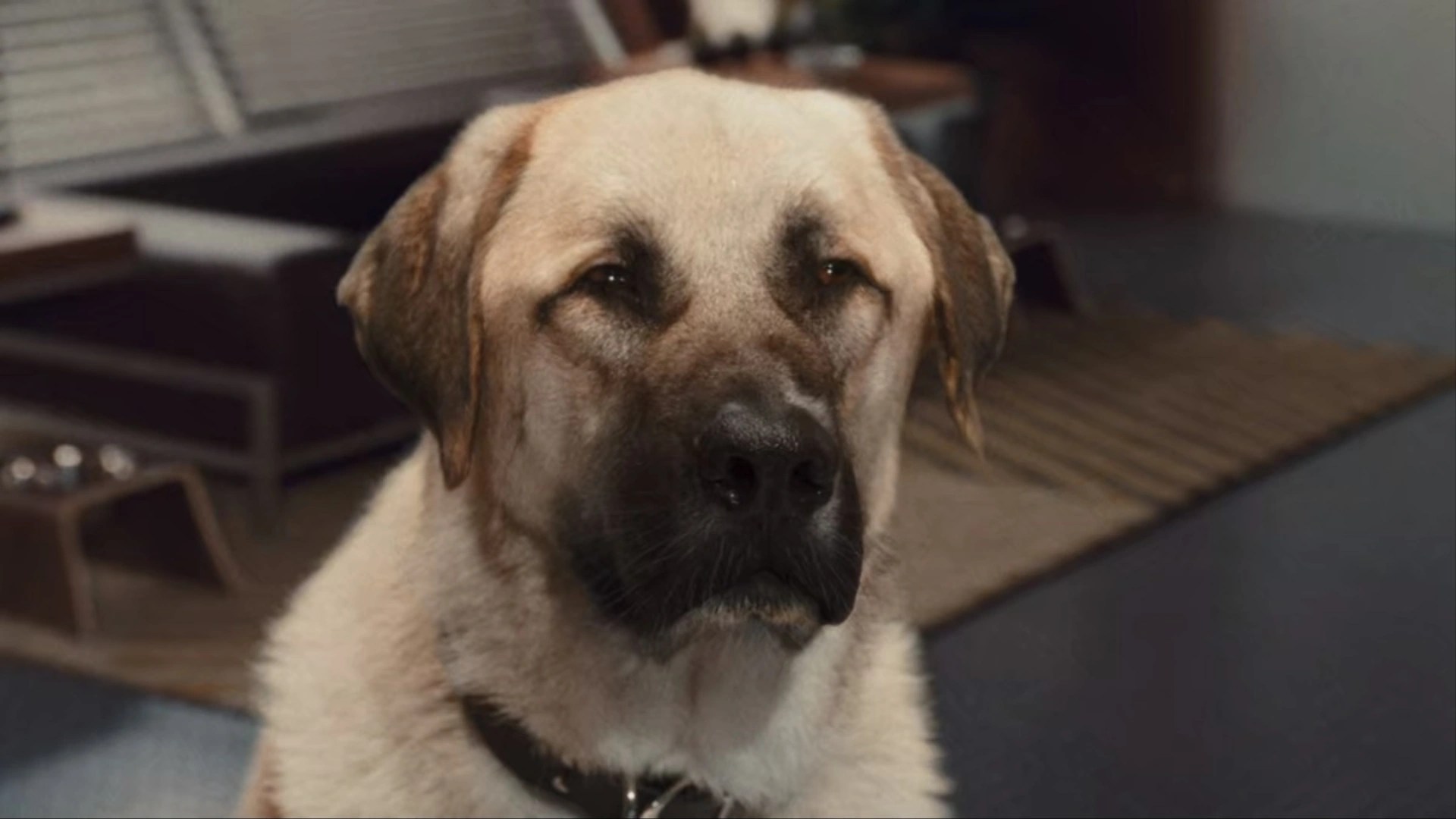 Butch Cats and Dogs Wiki Fandom