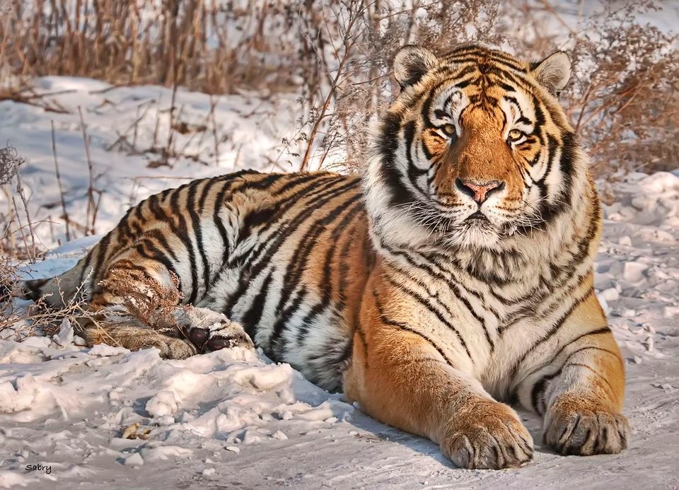 Siberian Tiger Creatures of the World Wikia FANDOM powered by Wikia