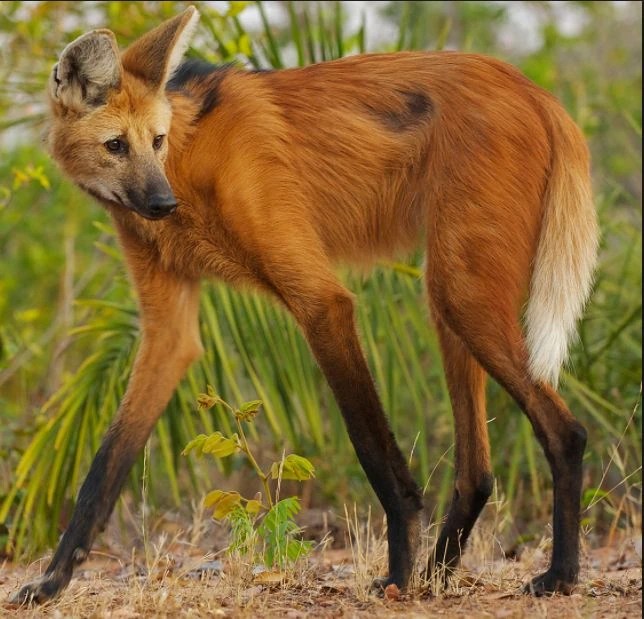 farm world roblox maned wolf | The Big Savers