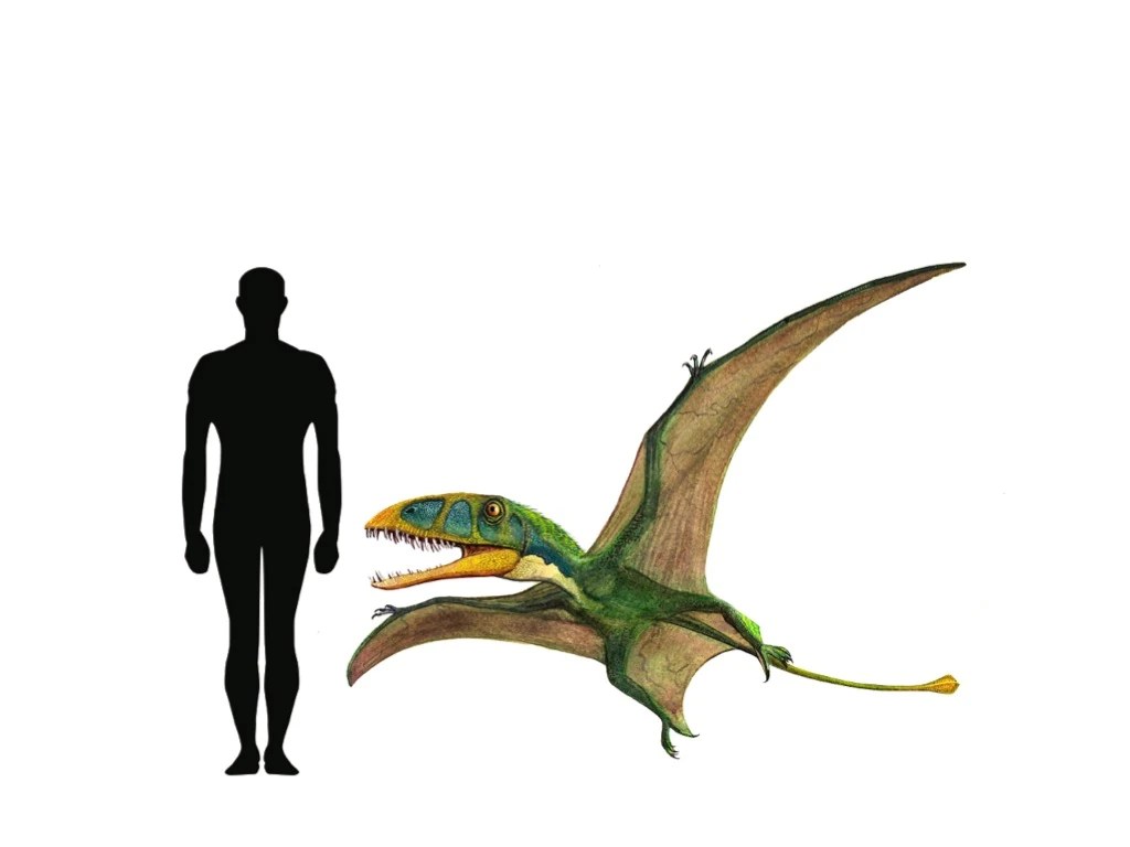 Image Dimorphodon size.jpeg Dinopedia FANDOM powered by Wikia