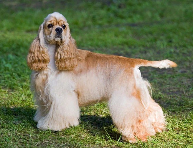Cocker Spaniel Dogs and Puppies Wiki FANDOM powered by Wikia