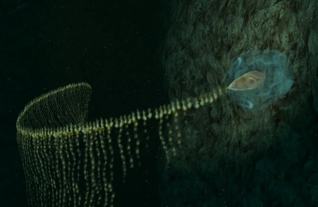 Giant Siphonophore Endless Ocean Wiki Fandom Powered By Wikia