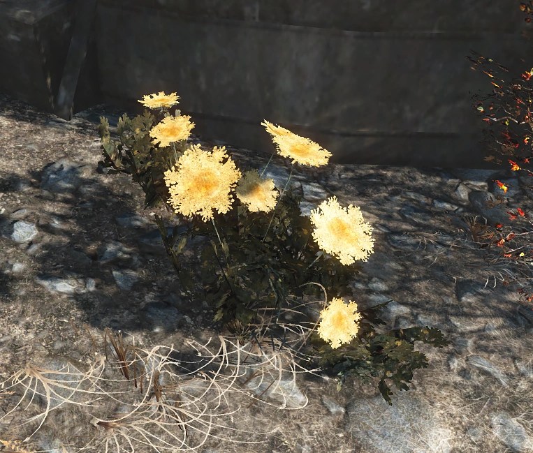 fallout 4 carrot flower location