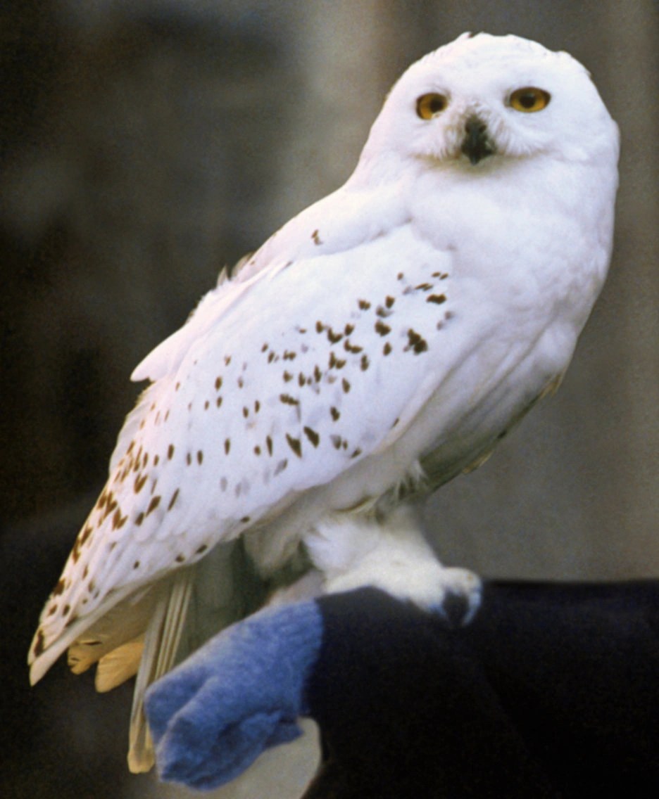 hedwig snowy owl stuffed animal