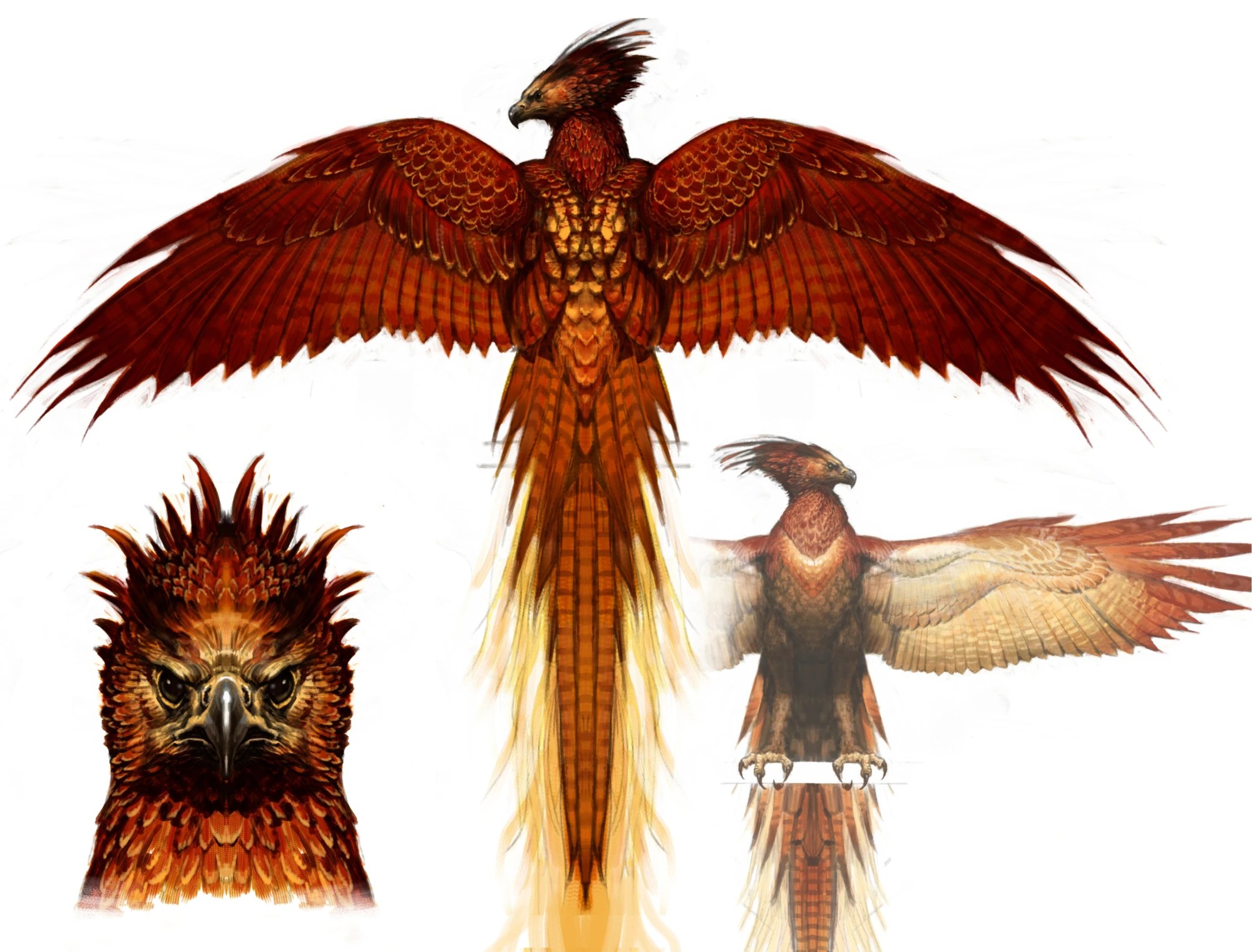 Phoenix Harry Potter Wiki FANDOM powered by Wikia