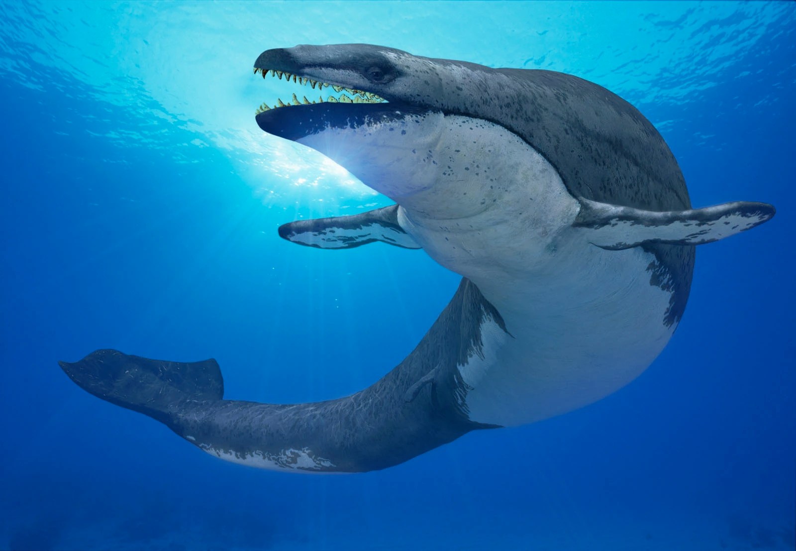 Basilosaurus Cetoides JPL Live the Legend Wiki FANDOM powered by Wikia