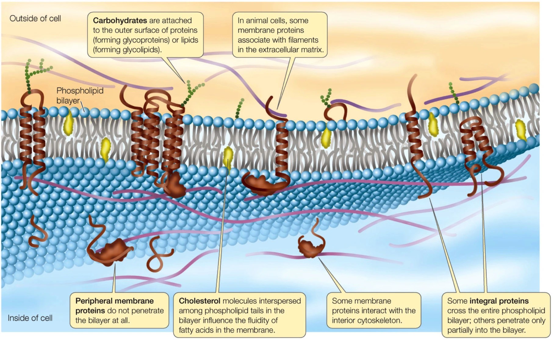 L0301P10 Transport Across Membranes MT MonashMed Wiki Fandom