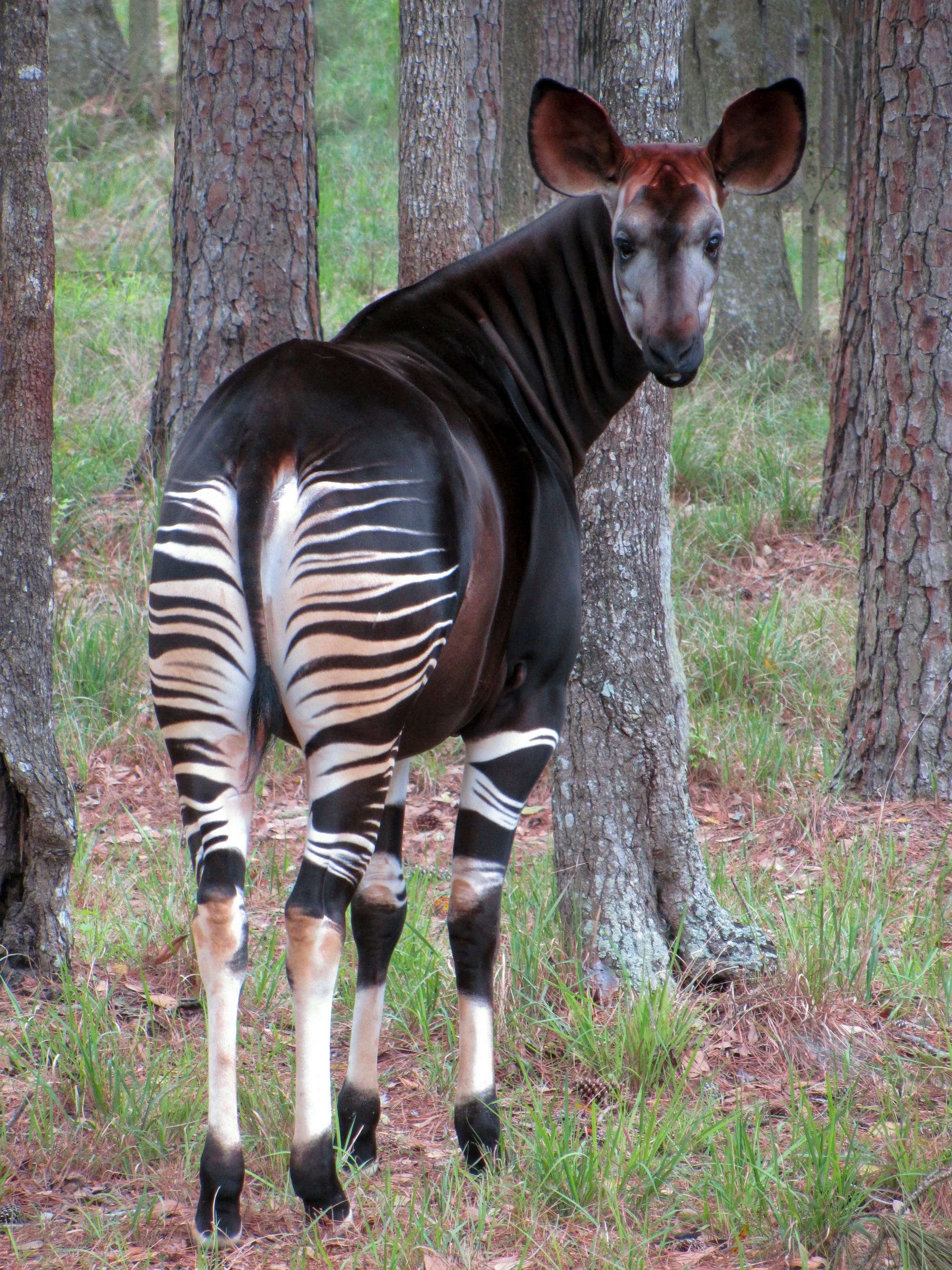 Okapi NatureRules1 Wiki Fandom