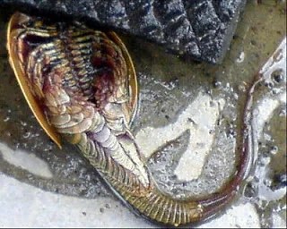 giant triops for sale | Griffin Party Dock