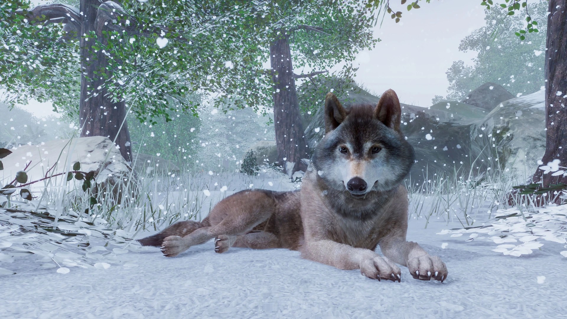 Timber Wolf Zoo Wiki FANDOM powered by Wikia