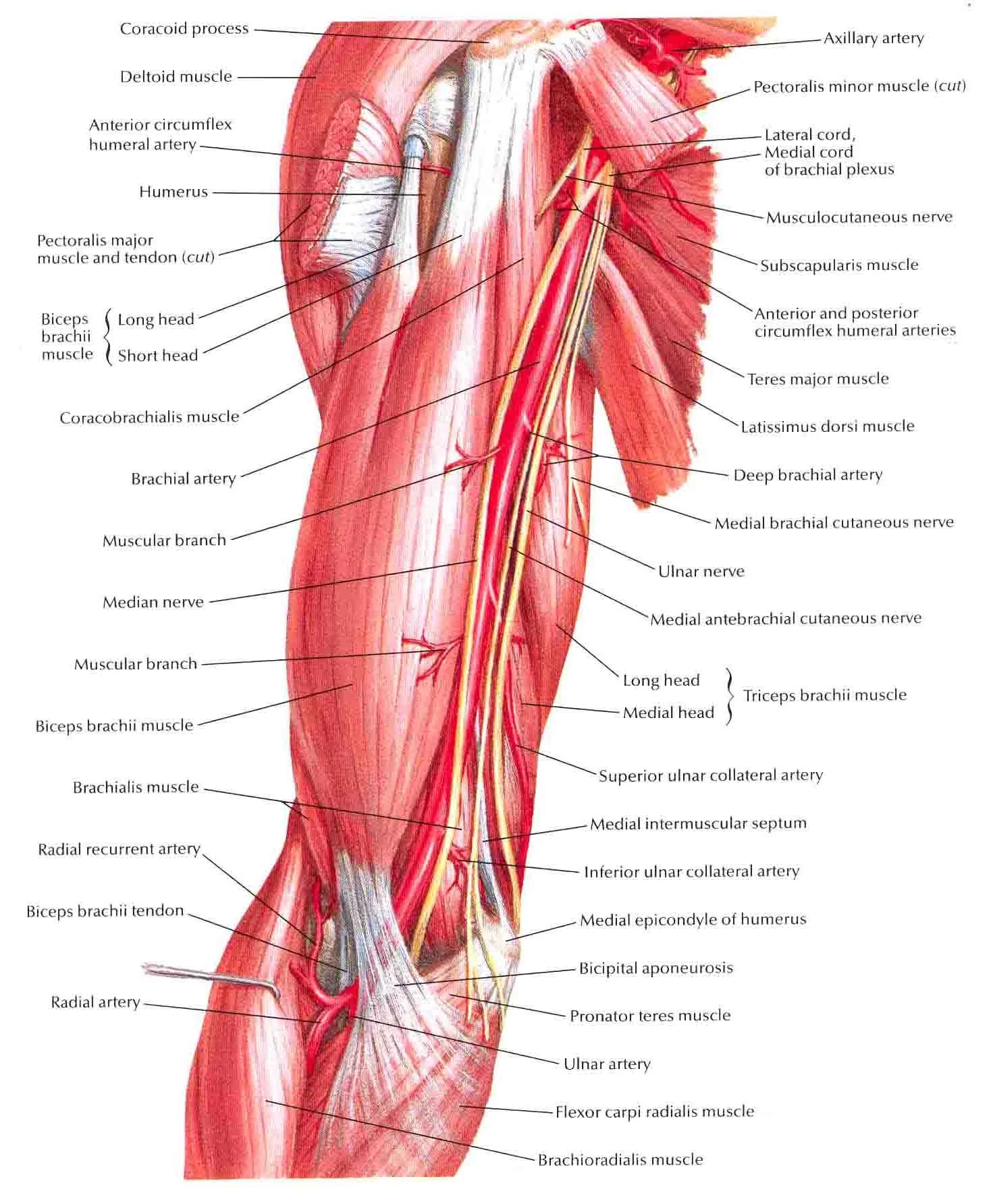 Arterial structure:Brachial:Brachial | RANZCRPart1 Wiki | FANDOM