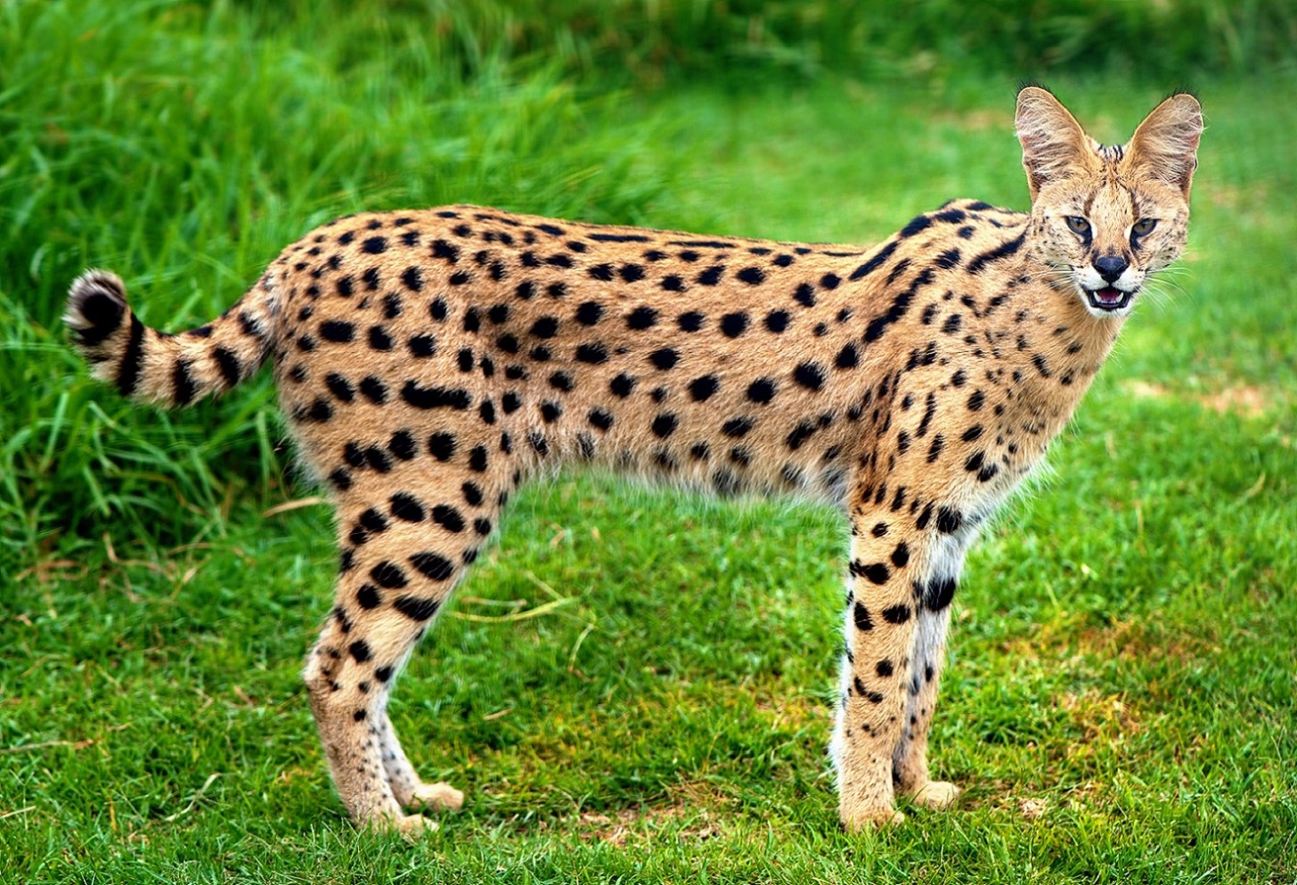 pet serval cat for sale - Shasta Crystals