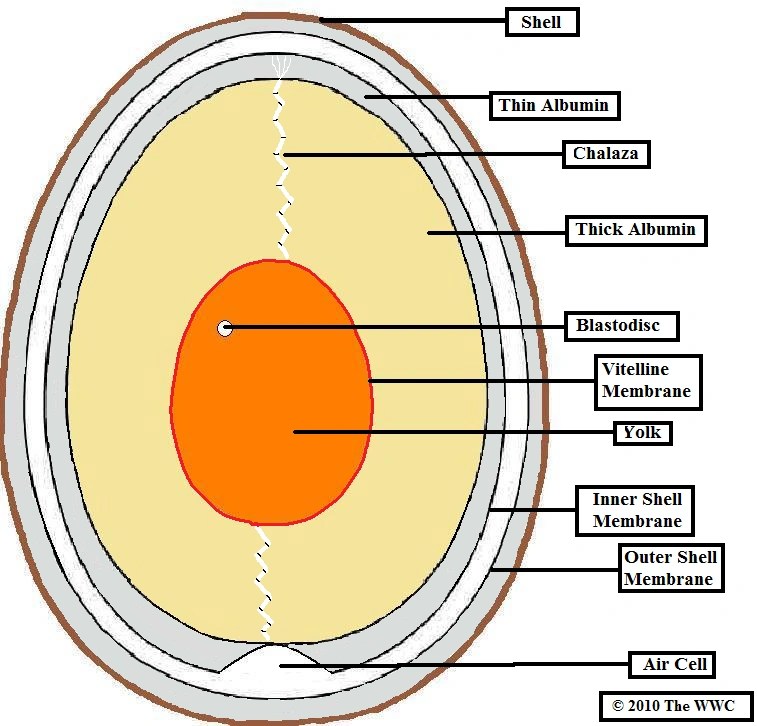 Image Egg cut through.png British Wildlife Wiki