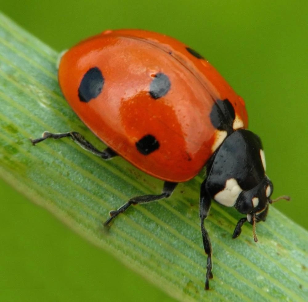 what is ladybug real name