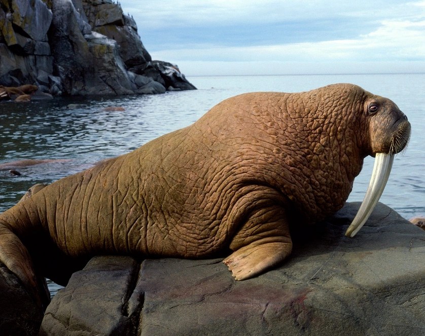 Walrus Wild Kratts Wiki Fandom