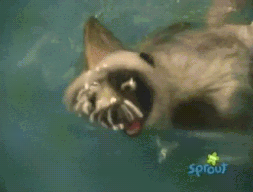 Image Shark.gif Zoboomafoo fanon Wikia FANDOM powered by Wikia