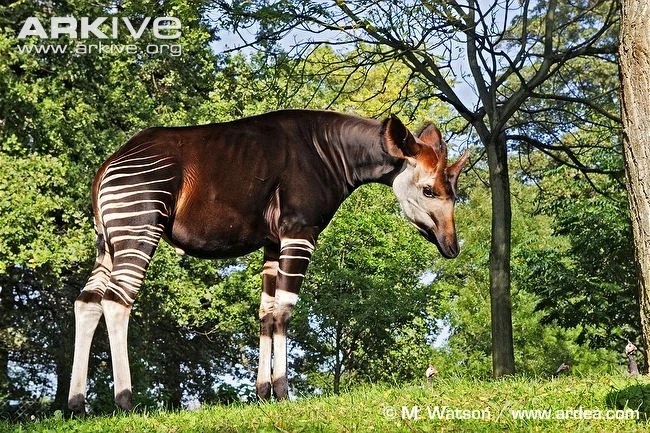Okapi Animal Database FANDOM powered by Wikia