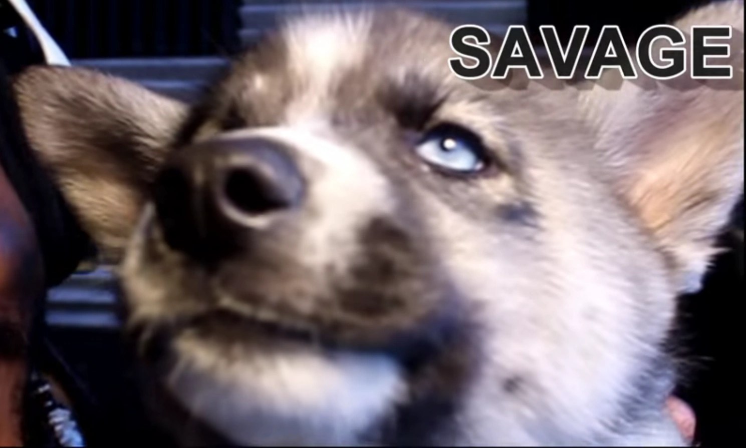 Image Samson savage.png CoryxKenshin Wiki FANDOM powered by Wikia