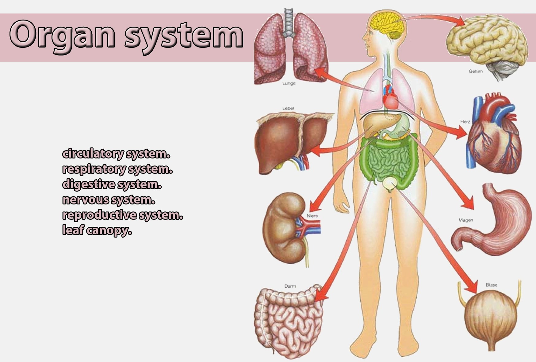 Organ system Wiki Fandom powered by Wikia