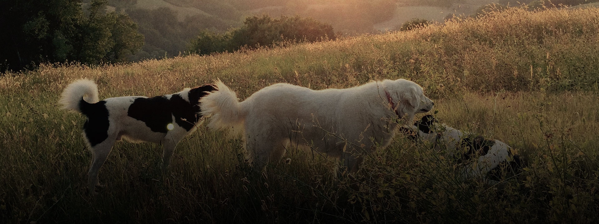 Ovulation Detectors for Dogs FAQ ViiSona