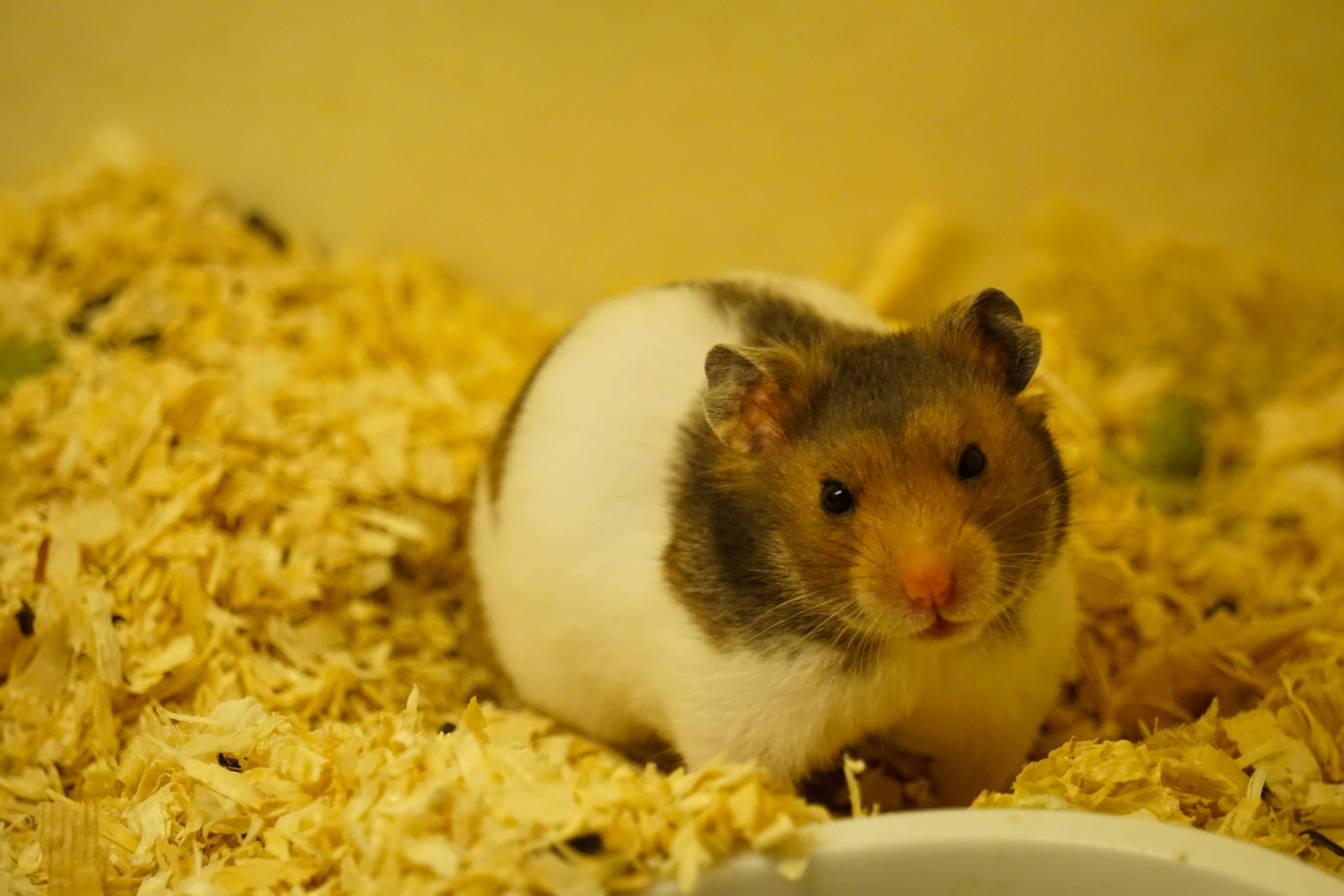 Small Animals For Pets Australia In Reality, There Are A Few Small Cat