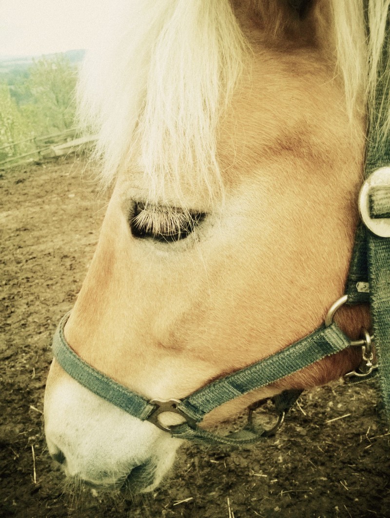 Horse Eyelashes Viki Secrets