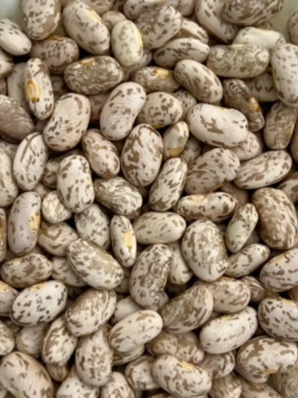 Frijol Pinto Saltillo Viko Go