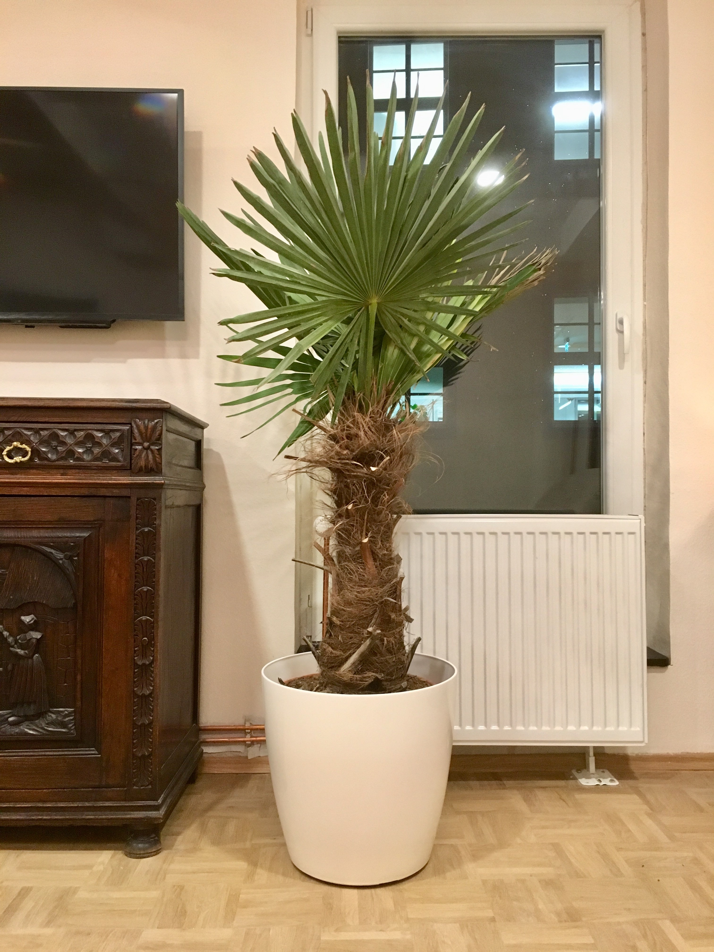 Palme Furs Wohnzimmer Fine Wallpaper Art