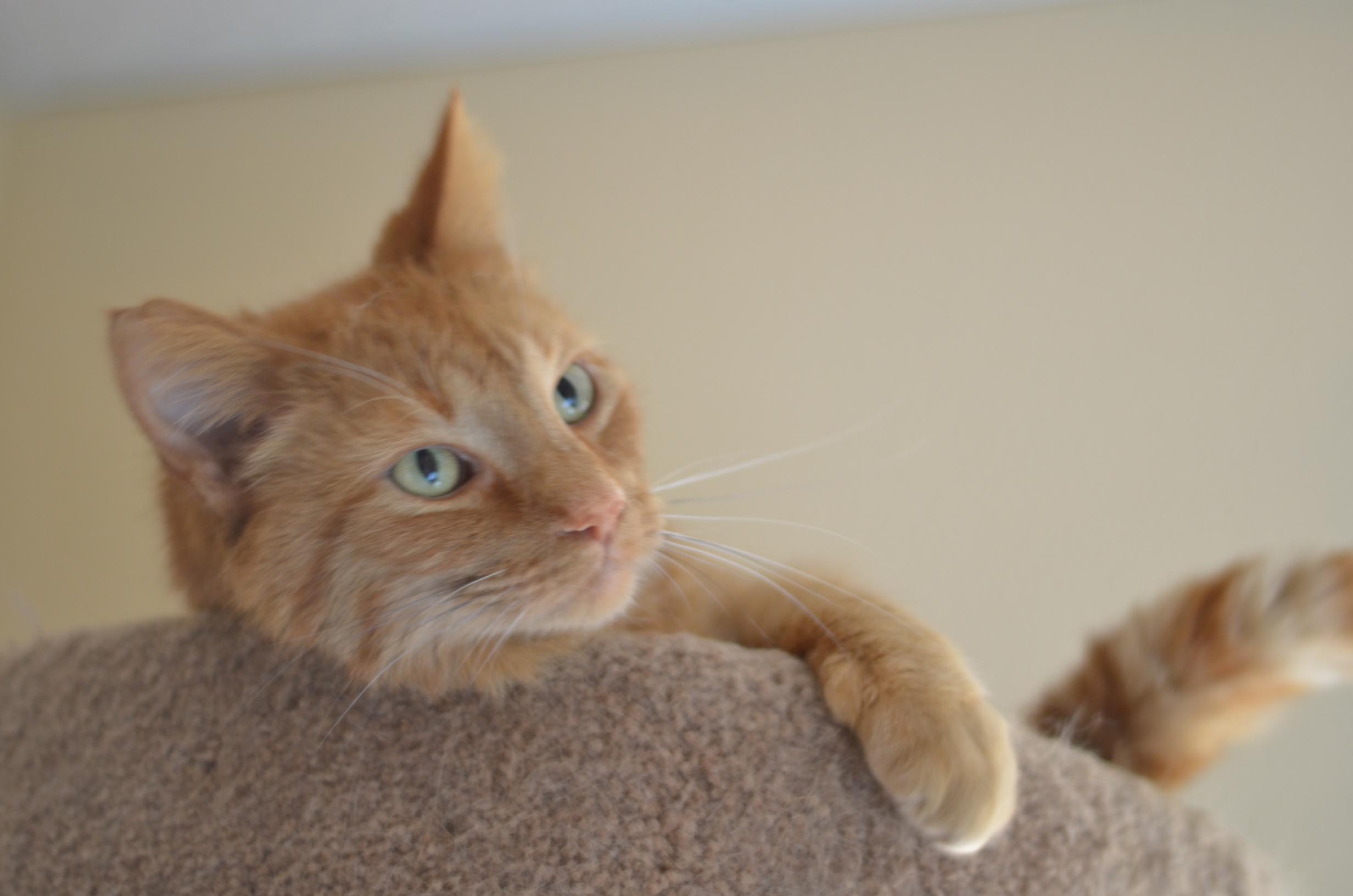 Adoptions Humane Society of Vilas County