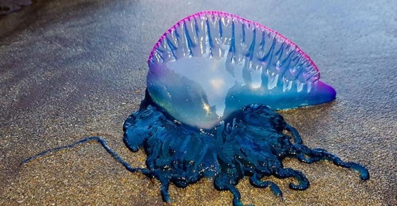 DETECTAN “FRAGATA PORTUGUESA” EN PLAYA BRAVA Y PLAYA BLANCA NO DESCARTAN EL CIERRE Vilas Radio