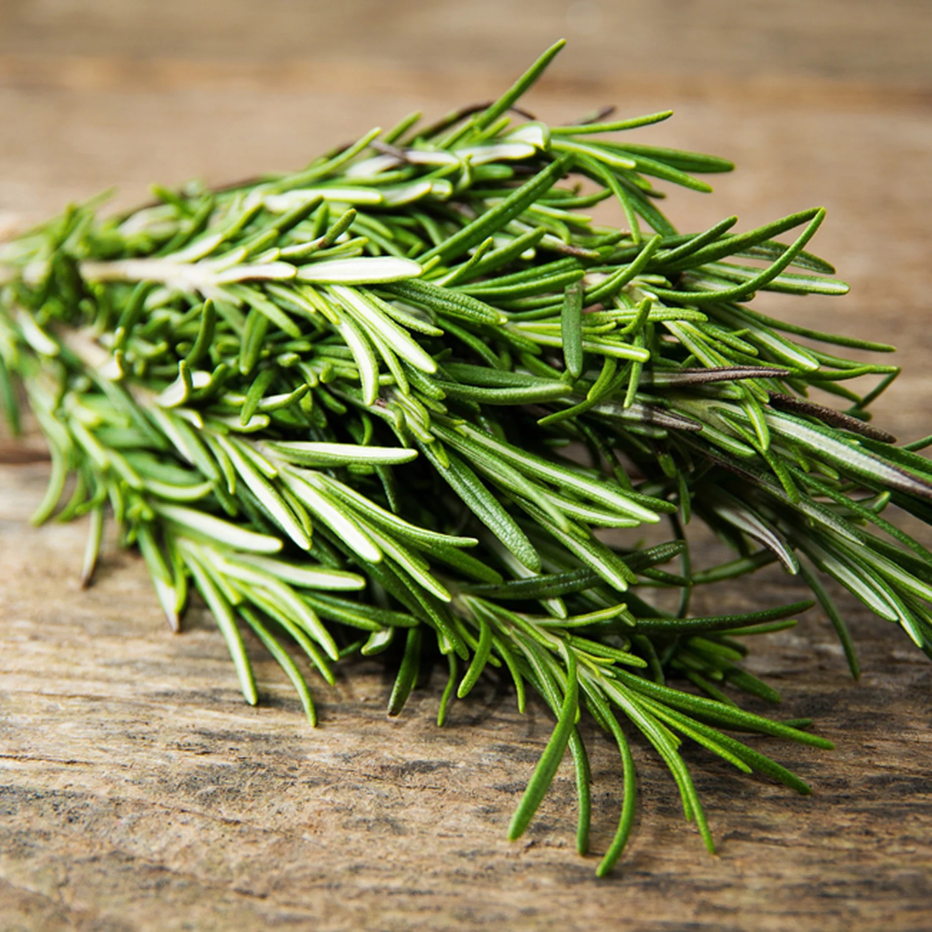 Rosemary Oil Villa Cappelli