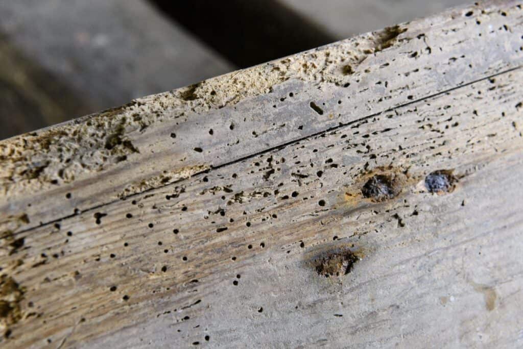 How To Tell If Woodworm Is Active Village & Cottage