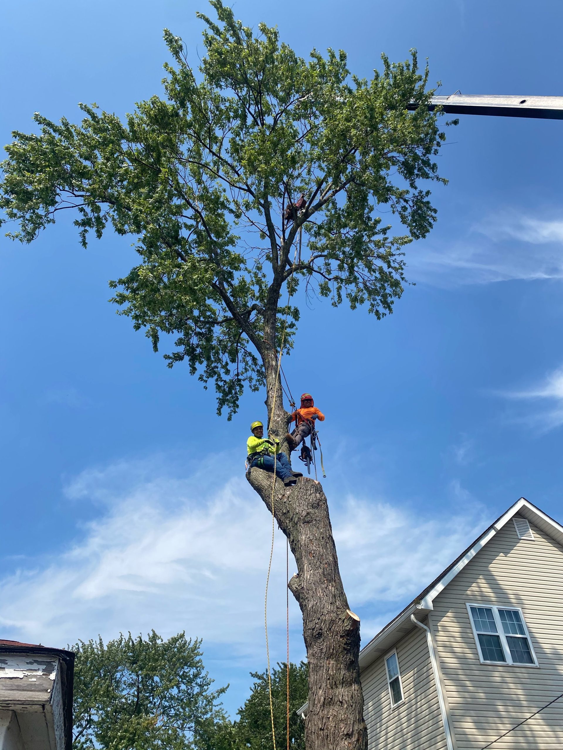 Best Tree Felling Services In Cape Town The Village Fellers