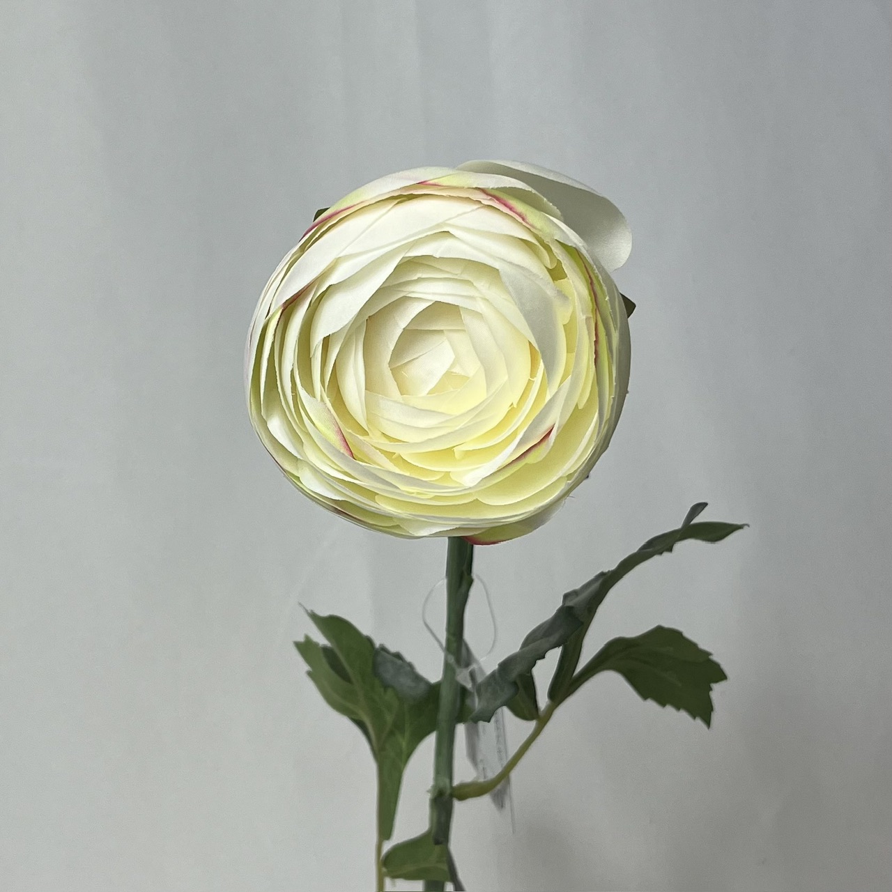 Single Ranunculus Cream Village Green
