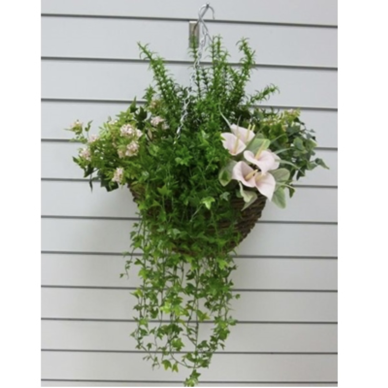 Carla Hanging Basket Arrangement w/Chain Village Green