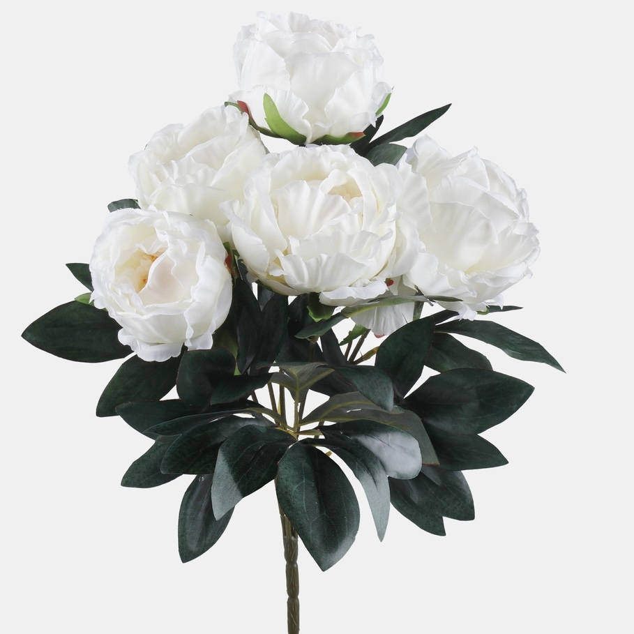 Peony Bush x 5 Heads Ivory Village Green