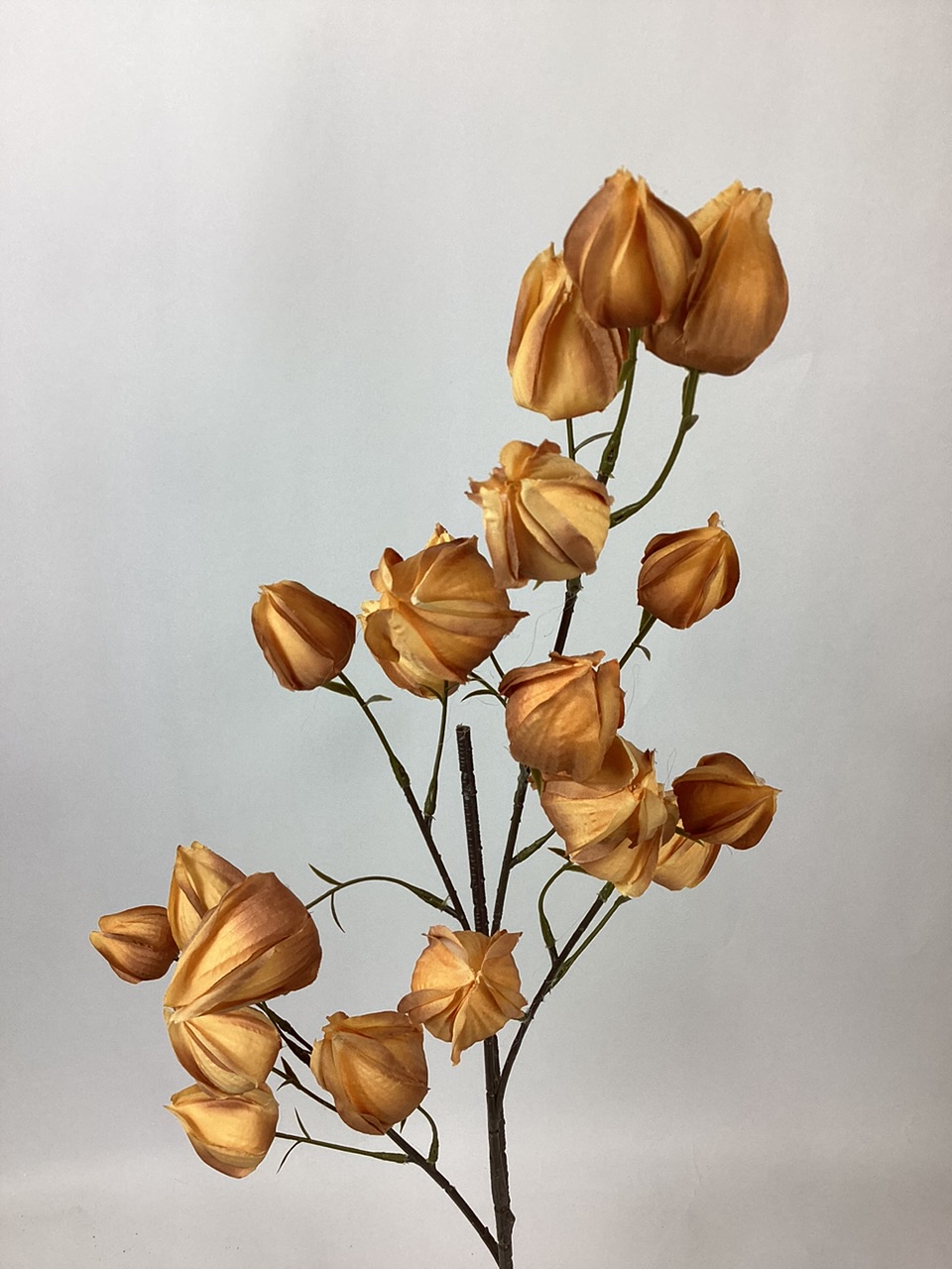 Physalis/Chinese Lantern Spray Brown Village Green