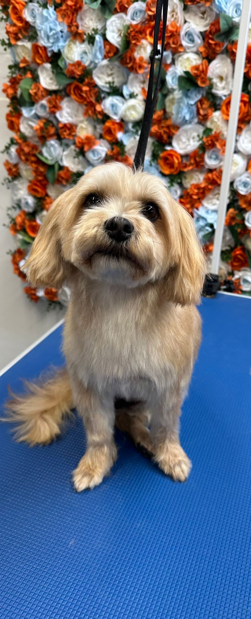 Professional Dog Grooming & Teeth Cleaning With Village Pets