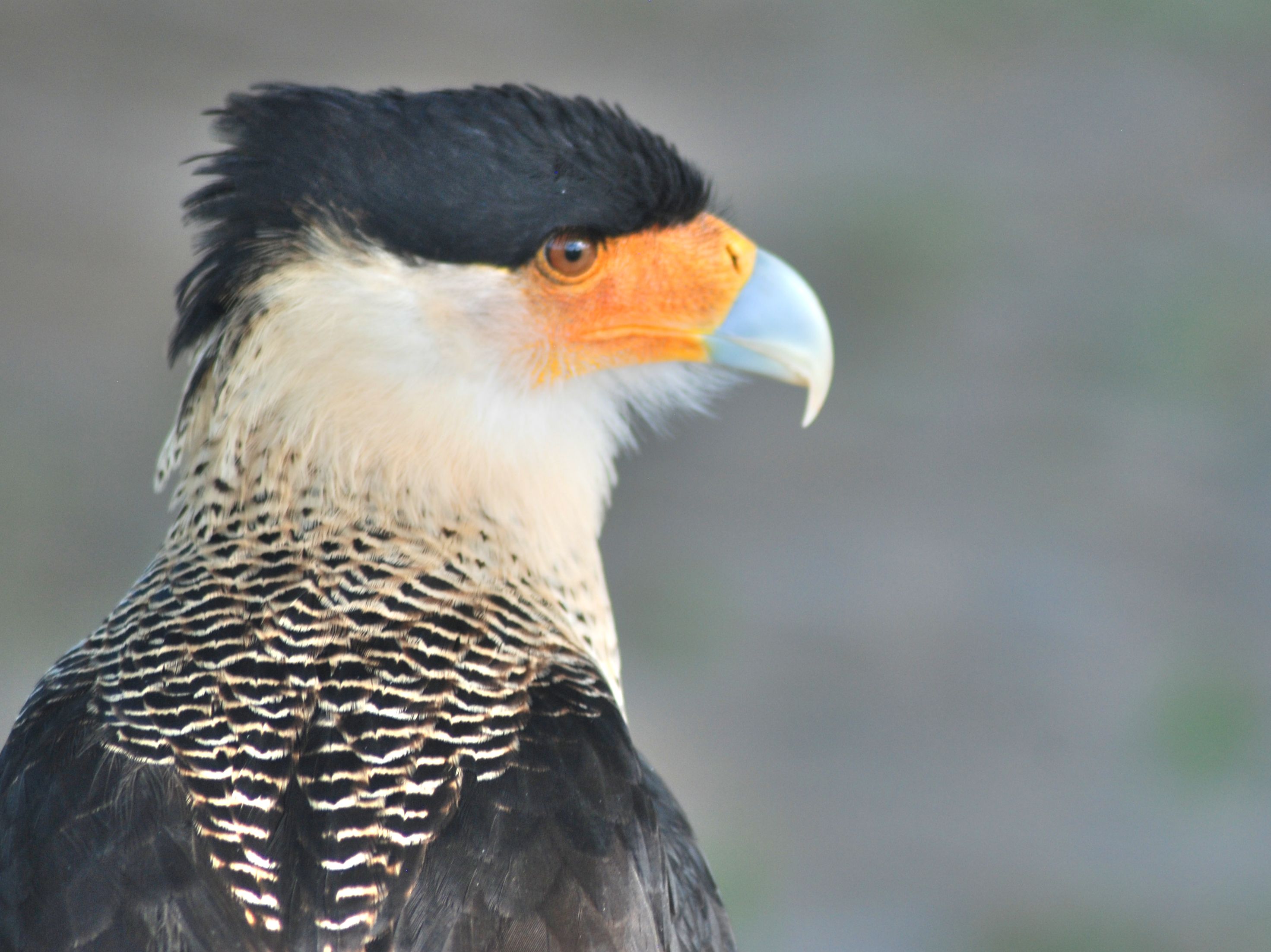 Beginners Basic birding class
