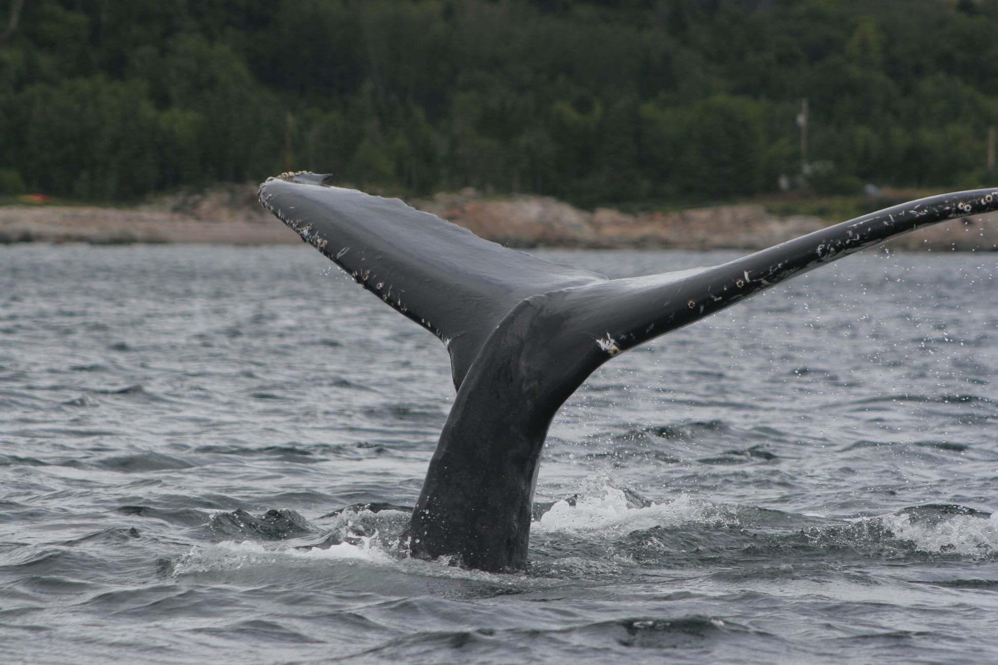 4 façons d’observer des baleines lors de votre séjour au Village