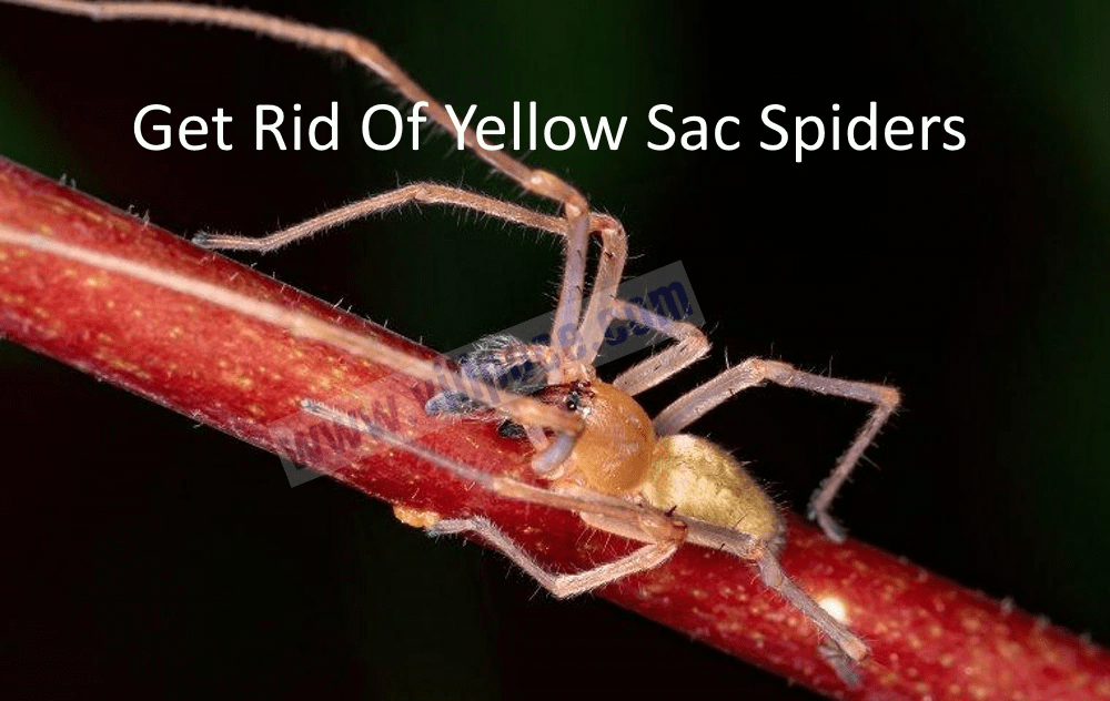 How To Get Rid Of Yellow Sac Spiders Naturally? VillPace