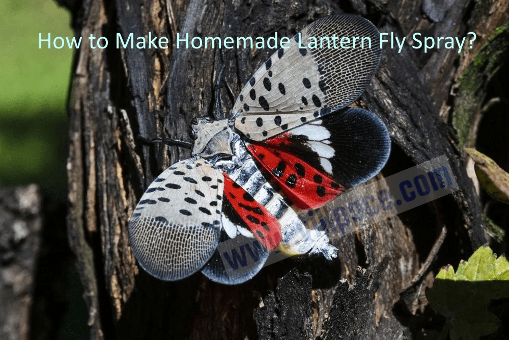 How to Make Homemade Lantern Fly Spray?